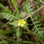 A Tribulus Terrestris növekvő népszerűsége
